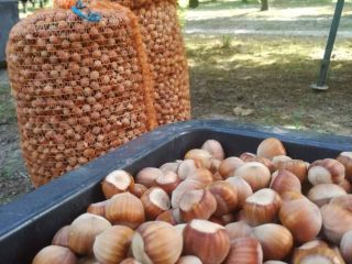 I will sell hazelnuts in an amount of about