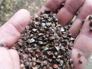 Buckwheat in stock