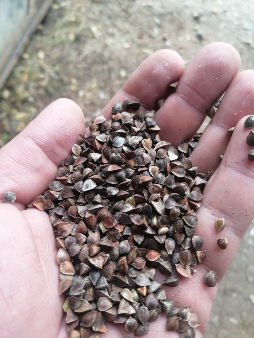 Buckwheat in stock