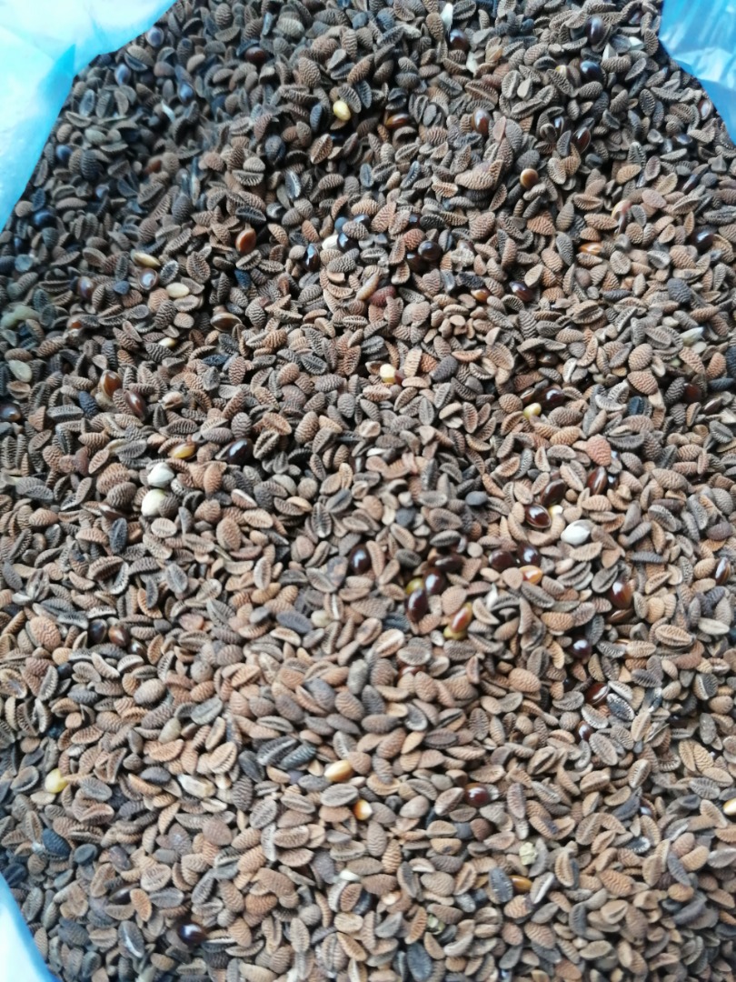 Phacelia in stock