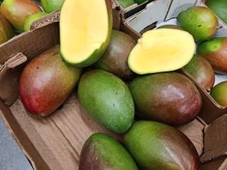 Hello, I have avocado and mango for sale, more