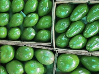 Avocado Semil 34 from Dominican Republic - Price FOB