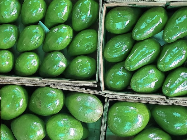 Avocado Semil 34 from Dominican Republic - Price FOB 1.6 USD\kg - Min QTY for order 2 000kg\2ton