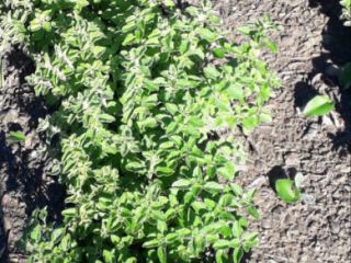 high quality 100% biologic oregano from morocco,grown in natural
