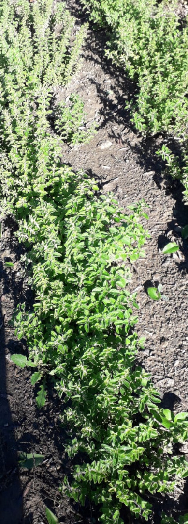 high quality 100% biologic oregano from morocco,grown in natural conditions