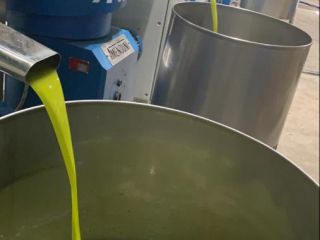 Extra virgin olive oil from Jordan valley