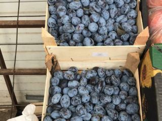 Plums Variety Stanley Se alpha in Bucharest Provenance: Republic