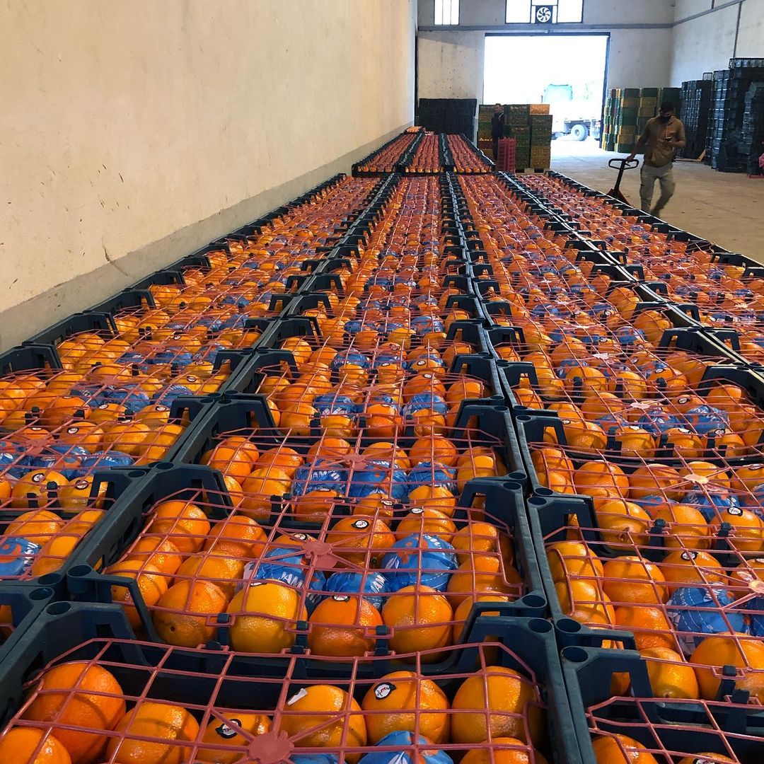 At Aria Lotus Atlas, we deliver the highest quality fruit to distributors and importers to the retail market and directly to the catering industry