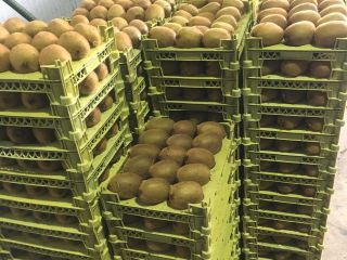 We at Aria Lotus Atlas supply premium quality fruits