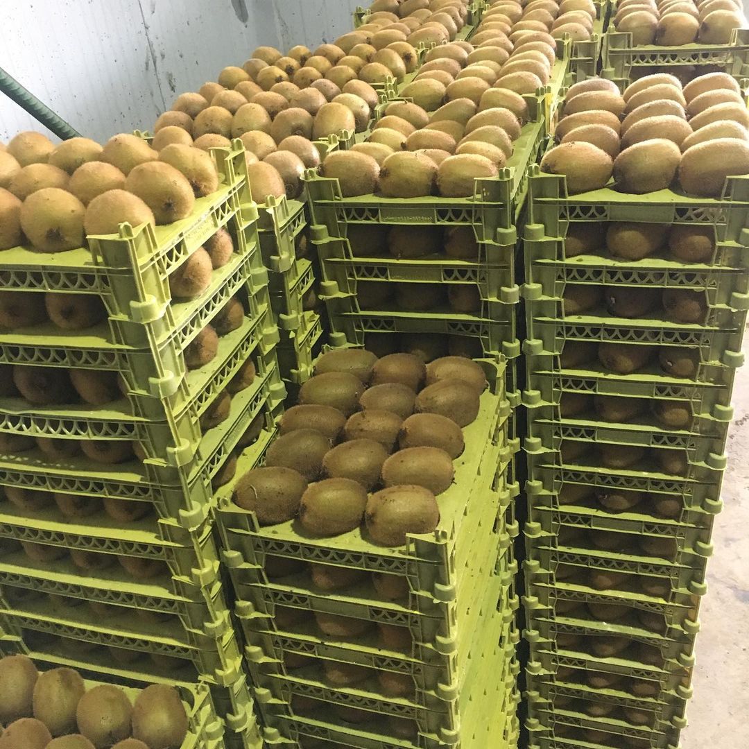 We at Aria Lotus Atlas supply premium quality fruits to the distributors and importers for retail market, and directly to foodservice industry