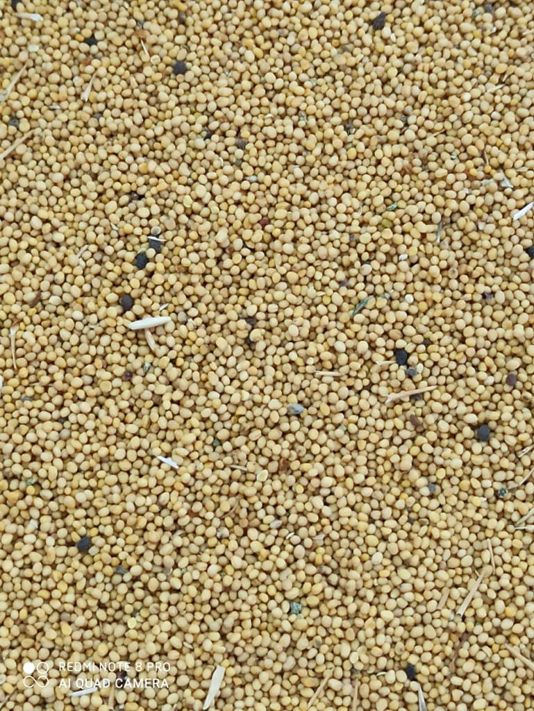 Moisture – 9 % Max, Oil – 37-41% Foreign Materials – 3%, Damaged – 2%, Splits / Broken – 5% Max, Other color – 3% Max, Bulk in containers