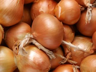 Selling onions of excellent quality, suitable for long-term storage,