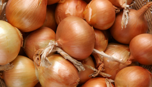 Selling onions of excellent quality, suitable for long-term storage, the amount of 1500 tons