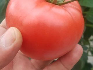 Dear Customer! We offer high-quality and delicios tomatoes. We