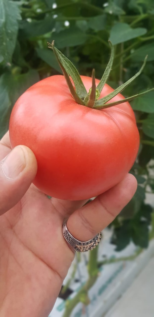 Dear Customer! We offer high-quality and delicios tomatoes