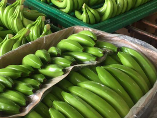 We sale bananas and different types of fruit for