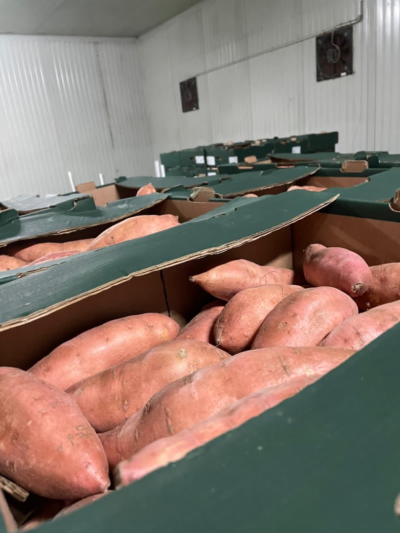 Hello again, I would like to kindly inform you that in the first decade of January (6 - 8 January), we intend to bring a container of sweet potatoes to the
