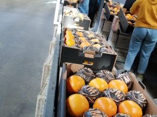 Oranges: Navel type Country of origin: Egypt Category: 1