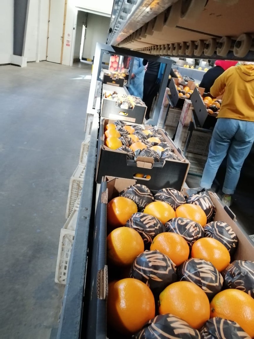 Oranges: Navel type Country of origin: Egypt Category: 1 and 2 Caliber: 40-125 (1-10) Type of packaging: Telescopic carton 15 kg Open Top carton 15 kg