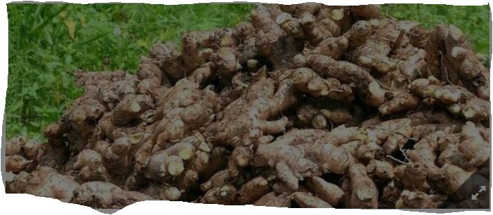 Zion Possession Od około dwóch lat jesteśmy zaangażowani w obfitość suchego i świeżego imbiru