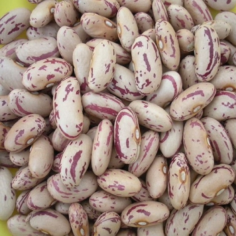 Fresh harvest green mung beans, kidney beans for export call and whatsapp us