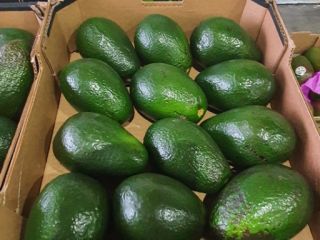 I am selling ARAD avocado, caliber 14. Price per