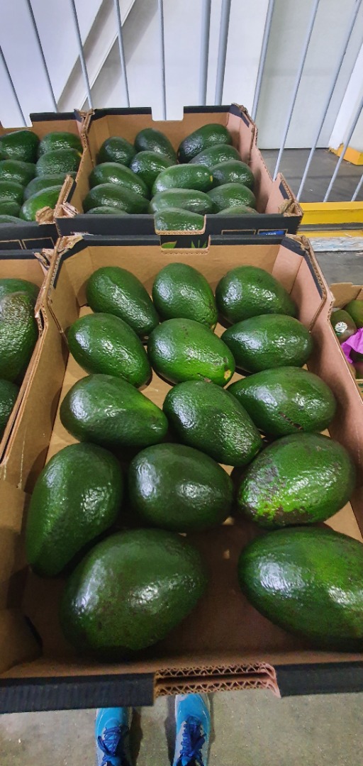 I am selling ARAD avocado, caliber 14