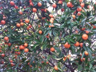 Ecological tangerines and mandarines to sell from a bio