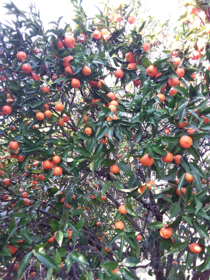 100% pure natural and non-chemical tangerines, clementines and mandarines for sale