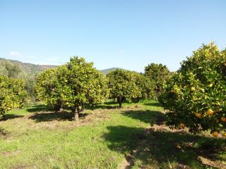Natural ripe and non chemical oranges for sale. They