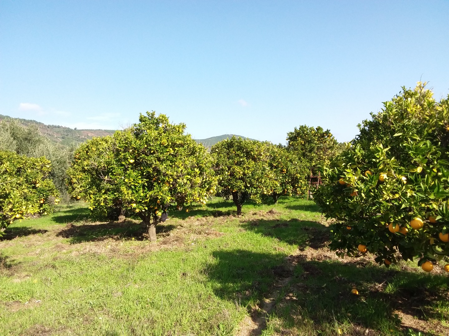 Natural ripe and non chemical oranges for sale