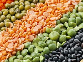 Name : Green and Red lentils Variety :Green and