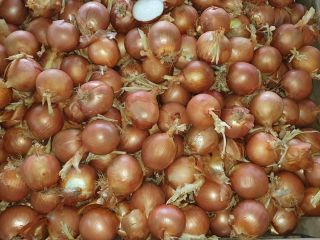 I will sell onion from Spain, size 60-70mm Packed