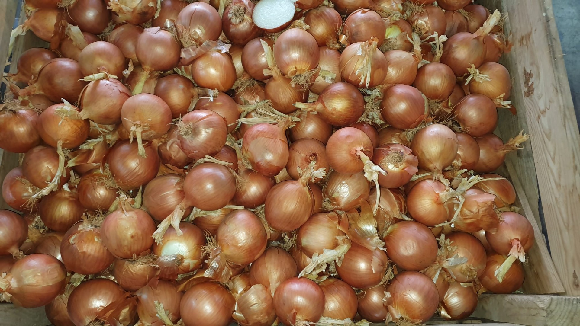 I will sell onion from Spain, size 60-70mm Packed in big bags or 25kg sacks, EXW bolonos price