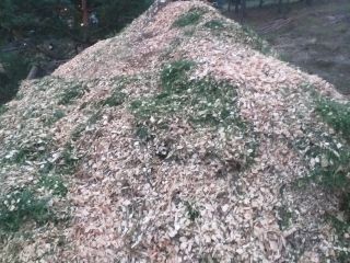 Forest chips for blueberry with delivery. The chips are
