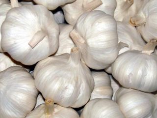 Its close relatives include the onion, shallot, leek, chive,