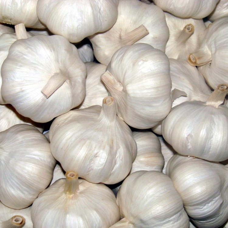 Its close relatives include the onion, shallot, leek, chive, and Indian onion