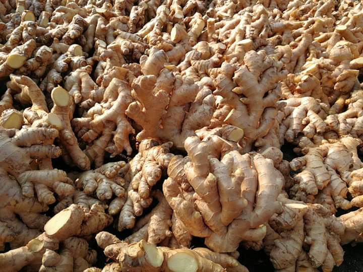 We are suppliers of best quality Ginger from Peru We have conevntional Ginger and Organic certified Ginger