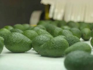 We are suppliers of Avocado Hass from Peru