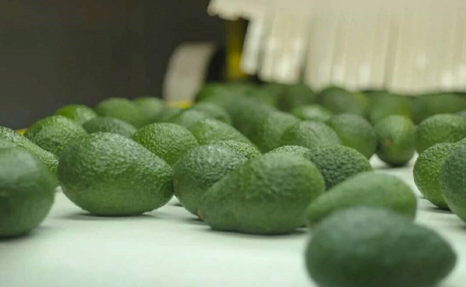 We are suppliers of Avocado Hass from Peru
