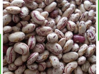 NEW CROP QUALITY BEANS FOR SALE. WE HAVE THE