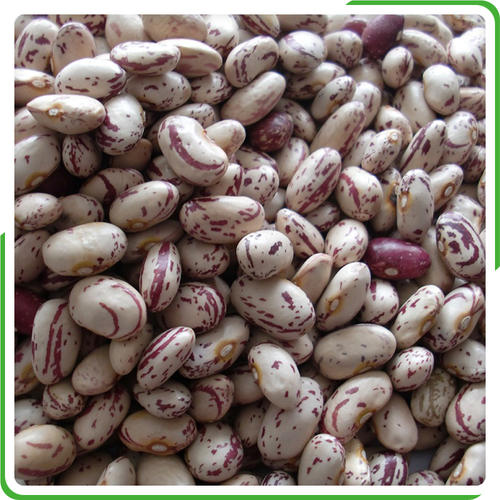 NEW CROP QUALITY BEANS FOR SALE