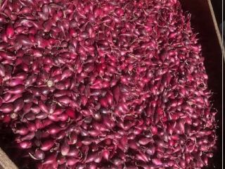 I will sell white, red, yellow spring onion. For