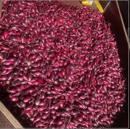 I will sell white, red, yellow spring onion