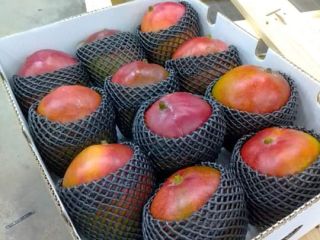 We are suppliers of best quality Mango kent from