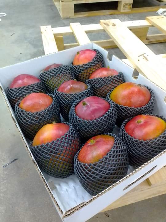 We are suppliers of best quality Mango kent from Peru We are certified suppliers for Korea, USA, Europe and Russia For more details please contact us on our
