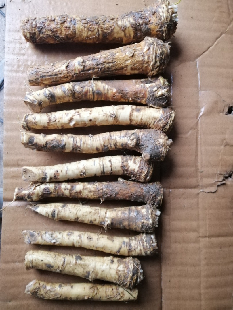 I offer fresh, chilled, frozen, washed (not washed) horseradish root (sorted and mixed)