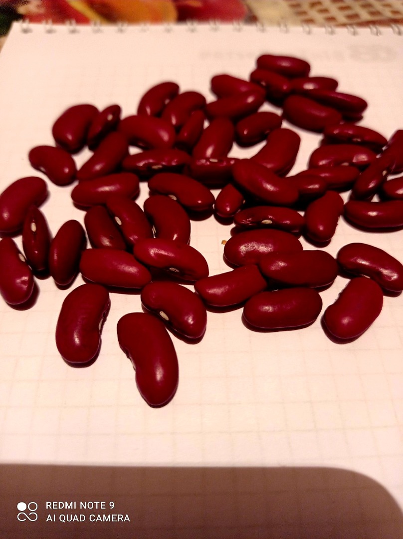 Selling beans, American variety, grown in Ukraine, from the manufacturer Price 1.2 € shcha 1kg