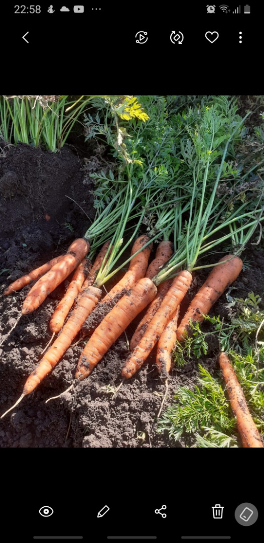 I sell unwashed carrots