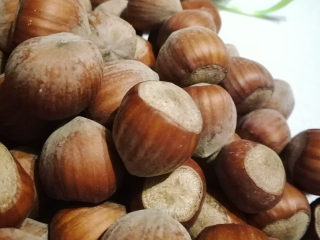I will sell Catalan hazelnuts from a young plantation.